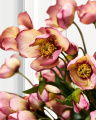 Christmas rose cut flower pink