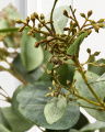 Eukalyptus Schnittblume