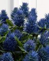 Thistle Cut Flower Blue