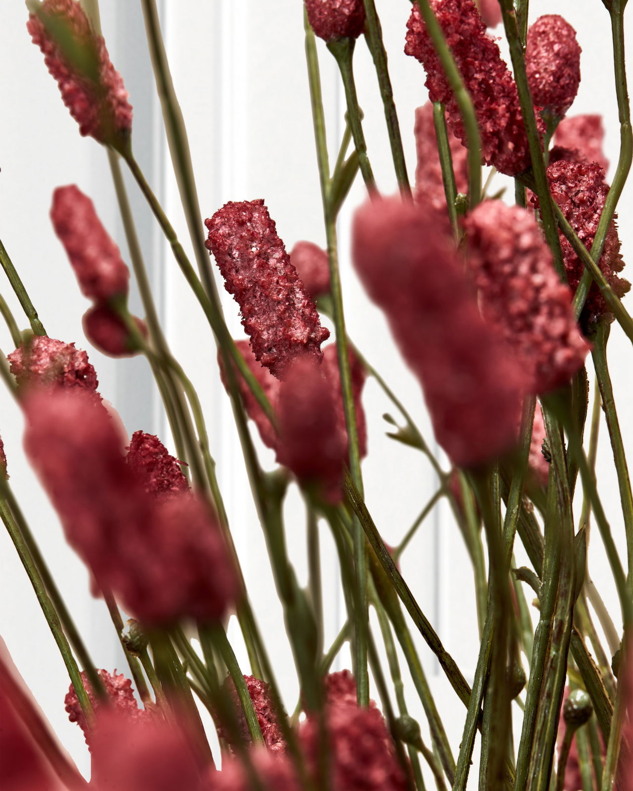 Pimpinell snittblomma burgundy