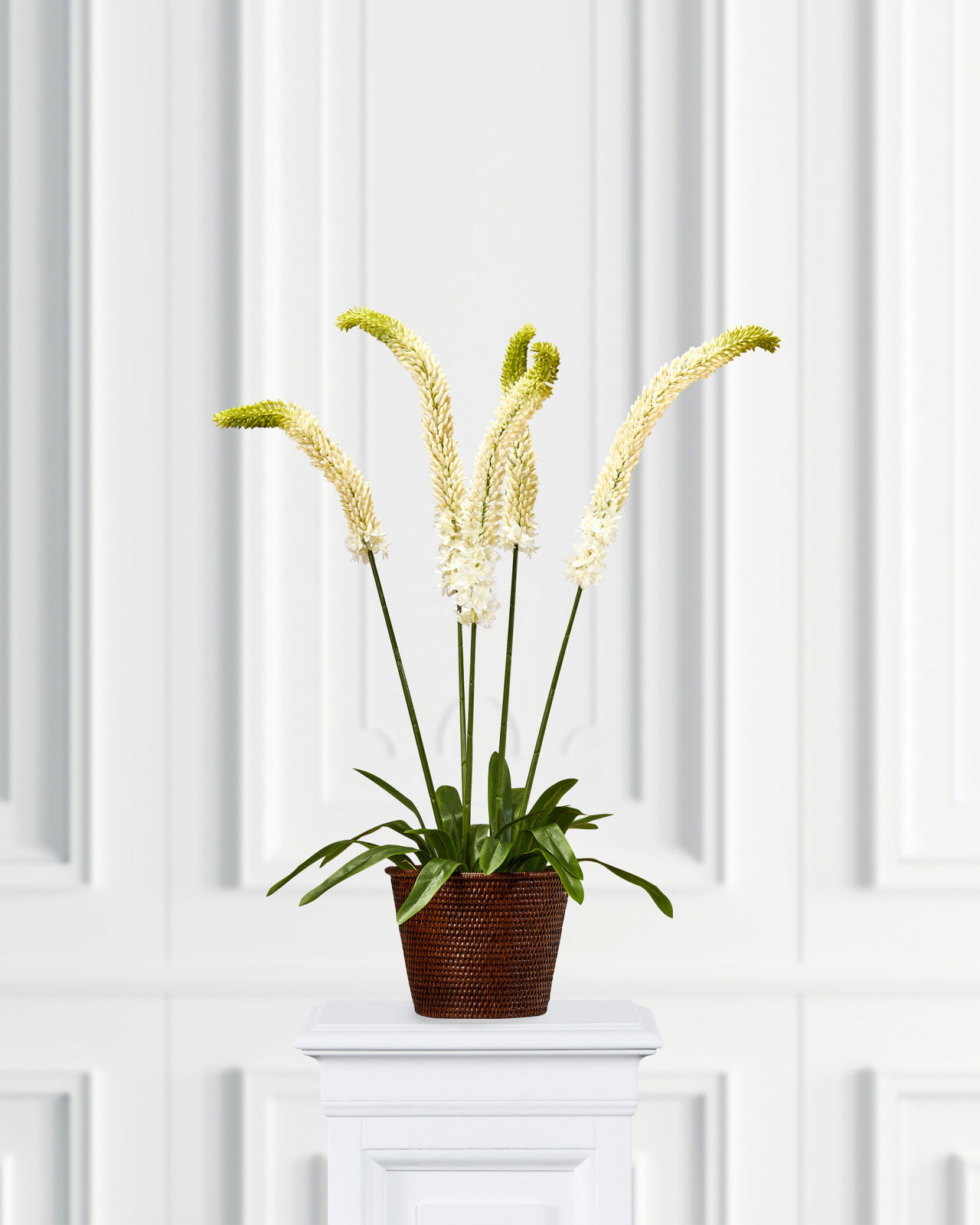 Himalajanmarskinlilja-ruukkukasvi