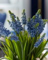 Grape Hyacinth Cut Flower Blue