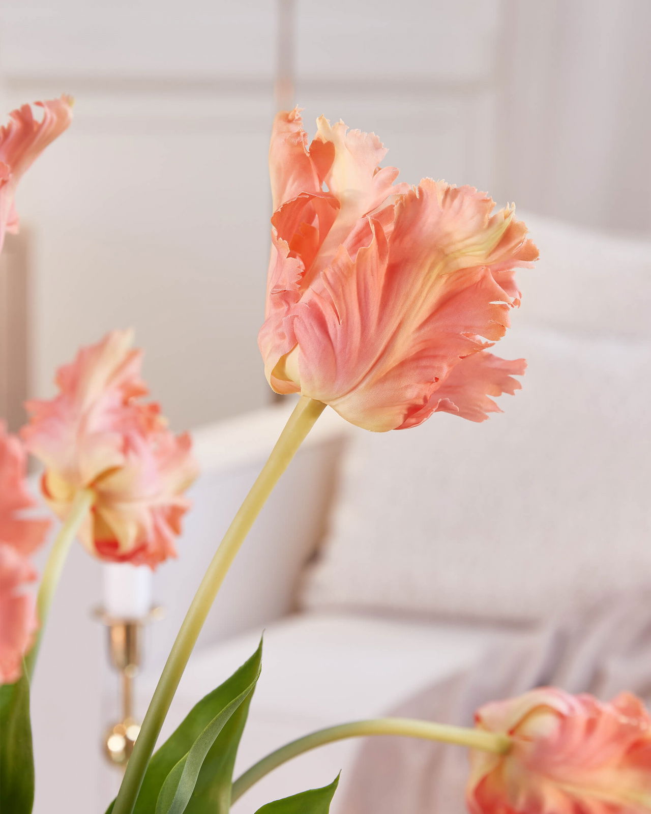 Papukaijatulppaani-leikkokukka, aprikoosi