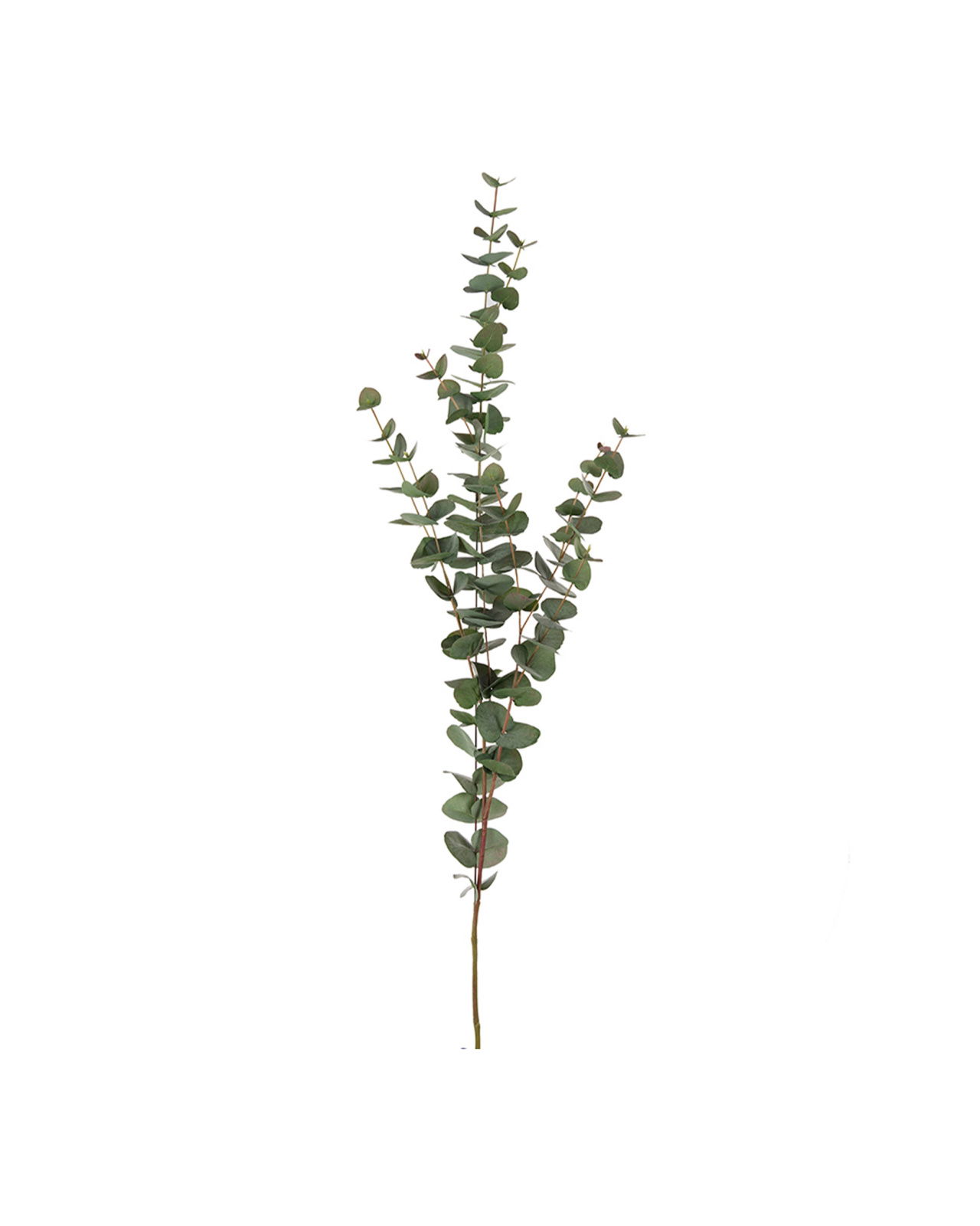 Eucalyptus snittblomma grön