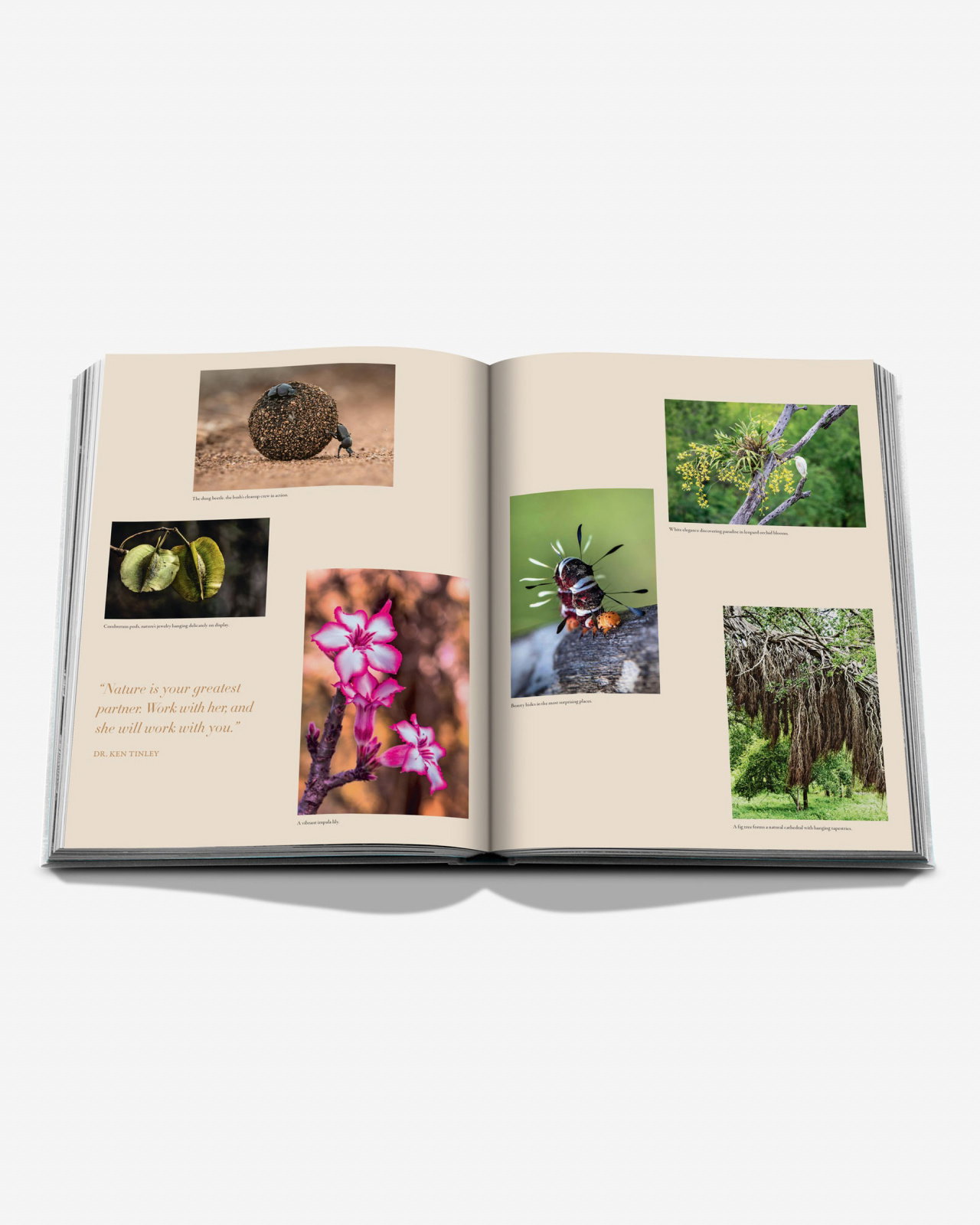 Londolozi, The Safari that Changed Everything