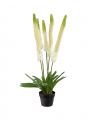 Foxtail Lily Potted Plant White