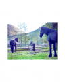 Horses