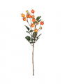 Rosehip Cut Flower Orange