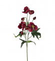 Christrose Schnittblume rot