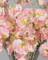 Sweet Pea Cut Flower Pink