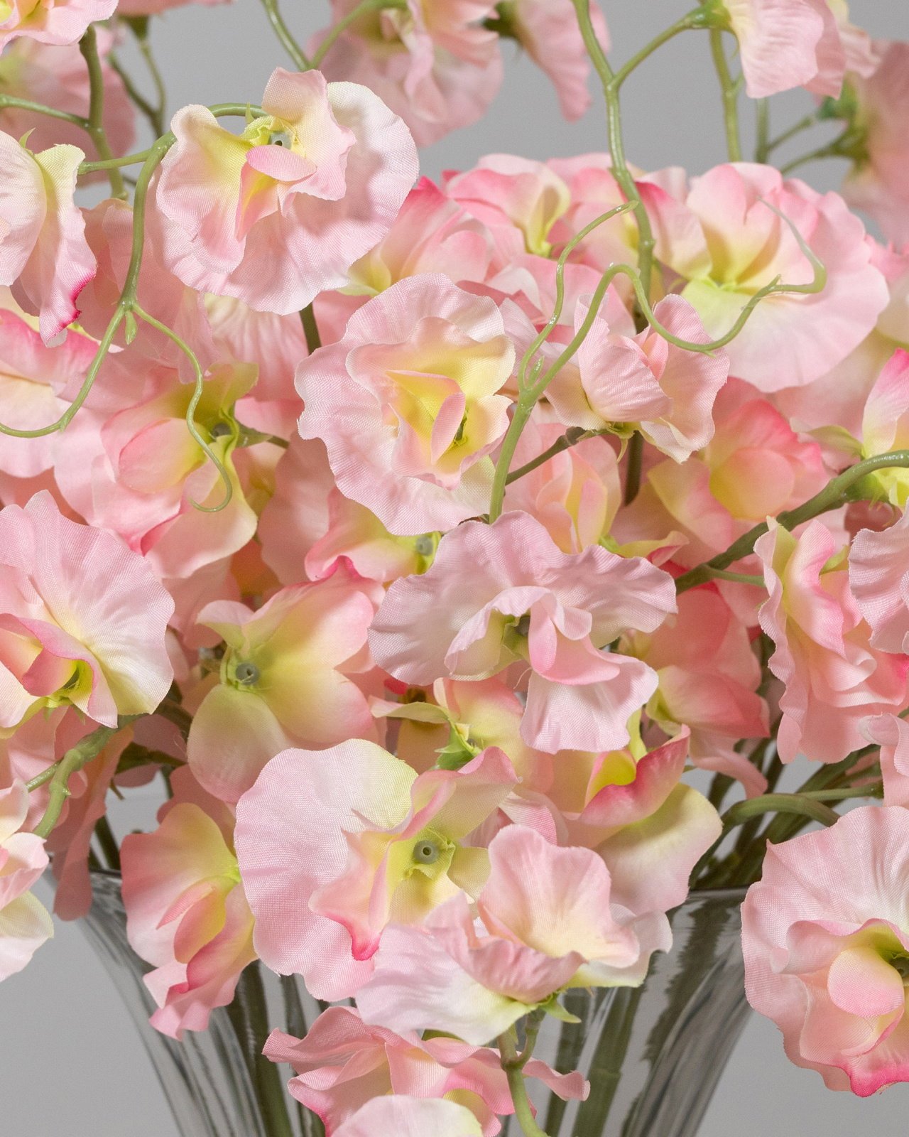 Sweet Pea Cut Flower Pink