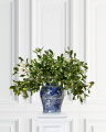Mistletoe Cut Flower Green