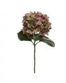 Hydrangea Cut Flower Burgundy