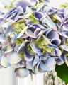Hortensia-leikkokukka, sininen
