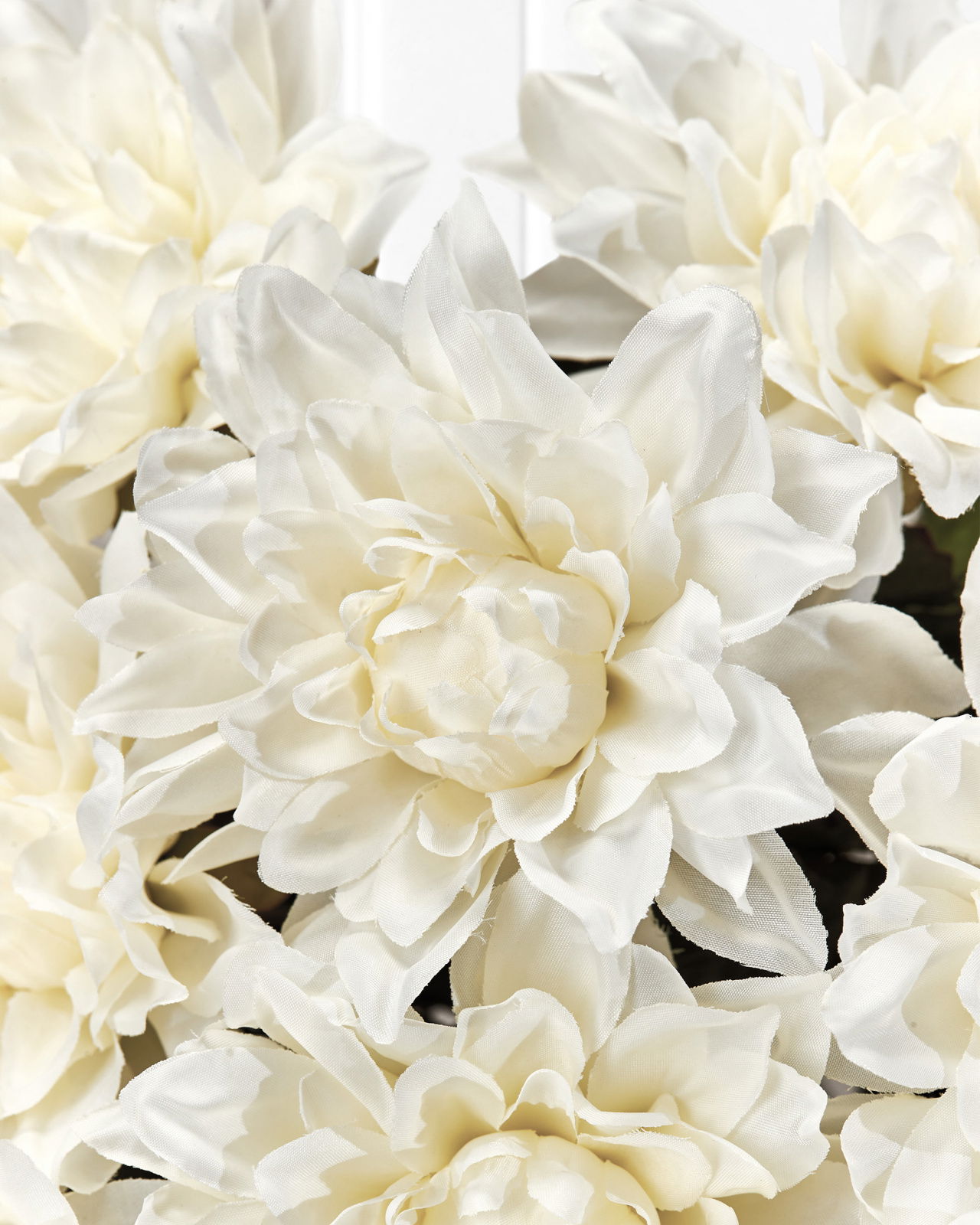 Dahlia snittblomma vit