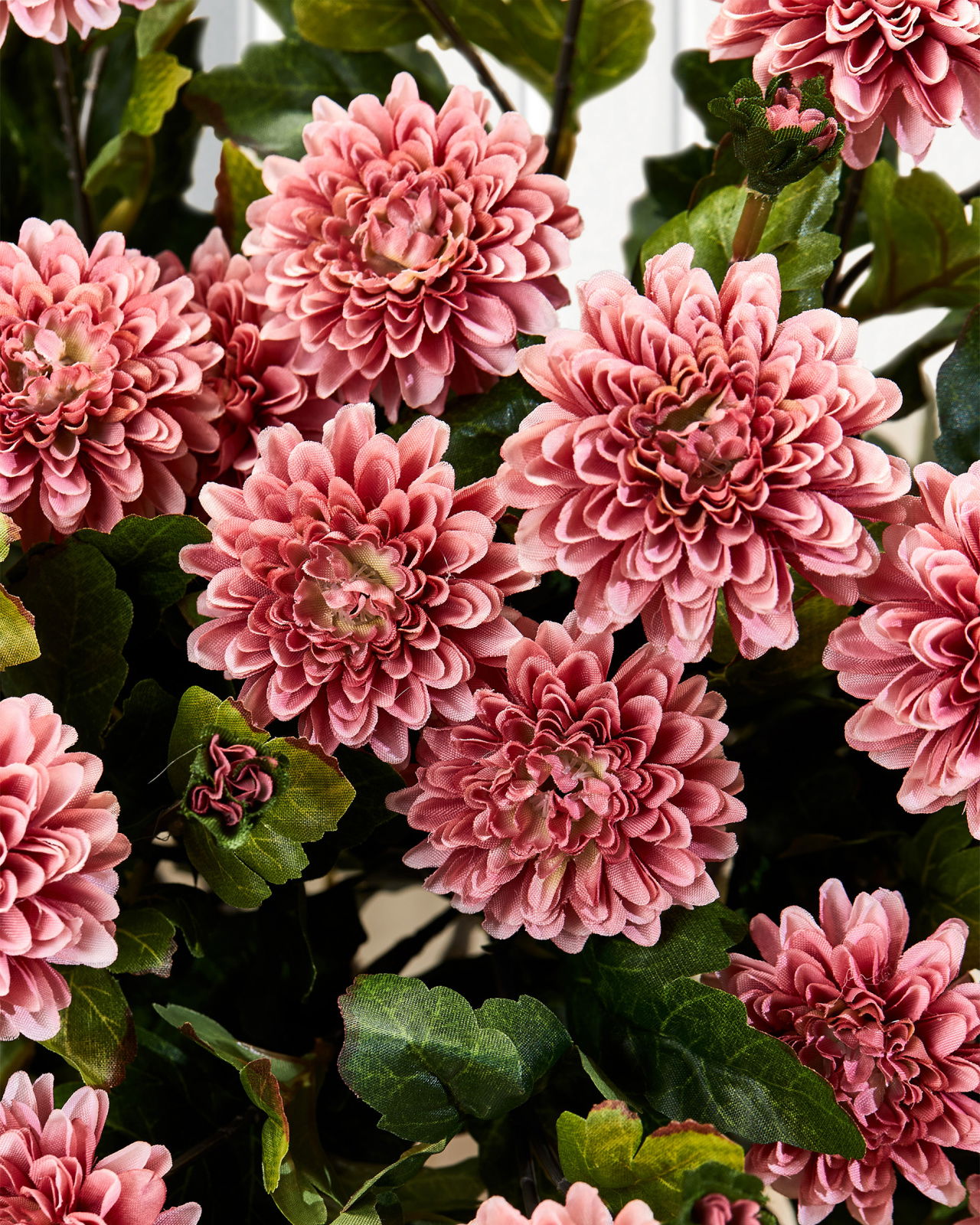Chrysanthemum snittblomma rosa 53cm