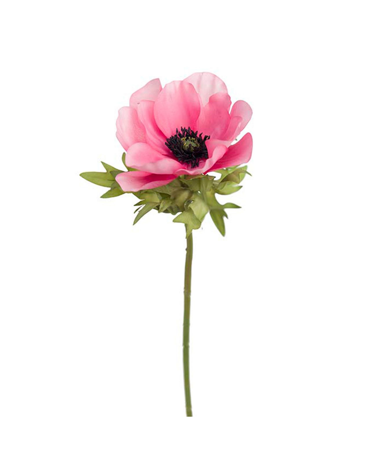 Anemone Cut Flower Pink