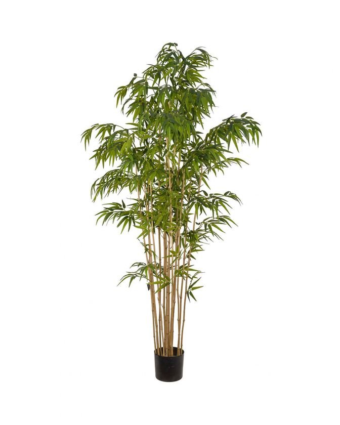 Bamboo Potted Plant