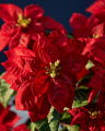 Poinsettia Artificial Plant Red