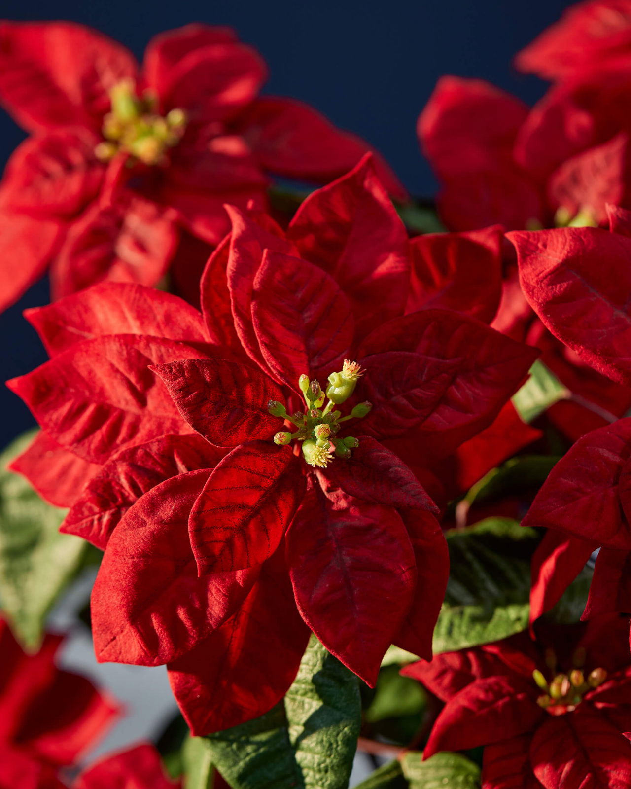 Julstjärna konstväxt röd