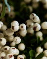 Julius Berry Branch Cut Flower White