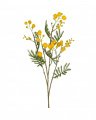 Mimose – afskåret blomst i gul