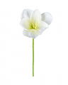 Amaryllis Cut Flower White