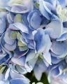 Hortensie Schnittblume blau