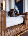 Cognac Dog Bed rattan