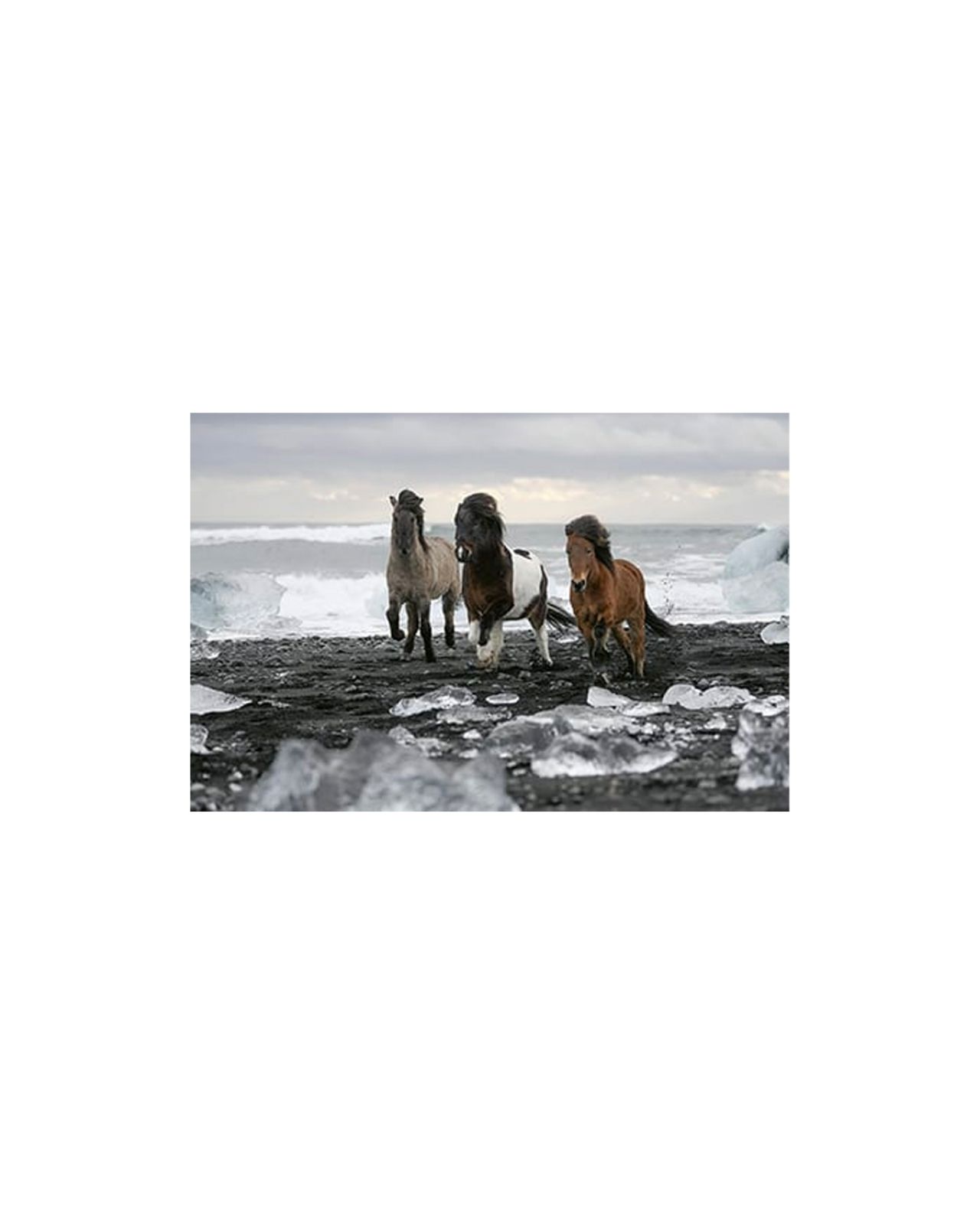 Horses of Iceland