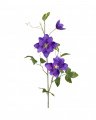 Clematis Cut Flower Blue
