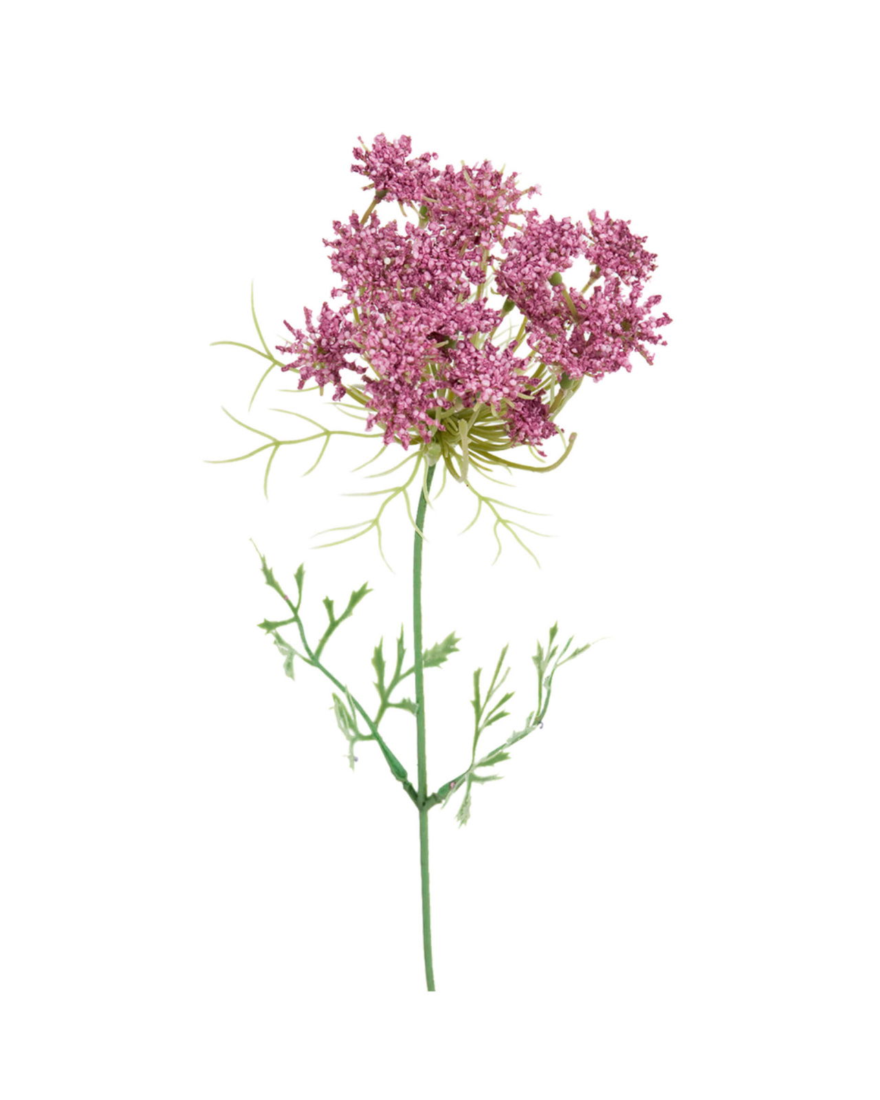 Trachelium leikkokukka vaaleanpunainen OUTLET