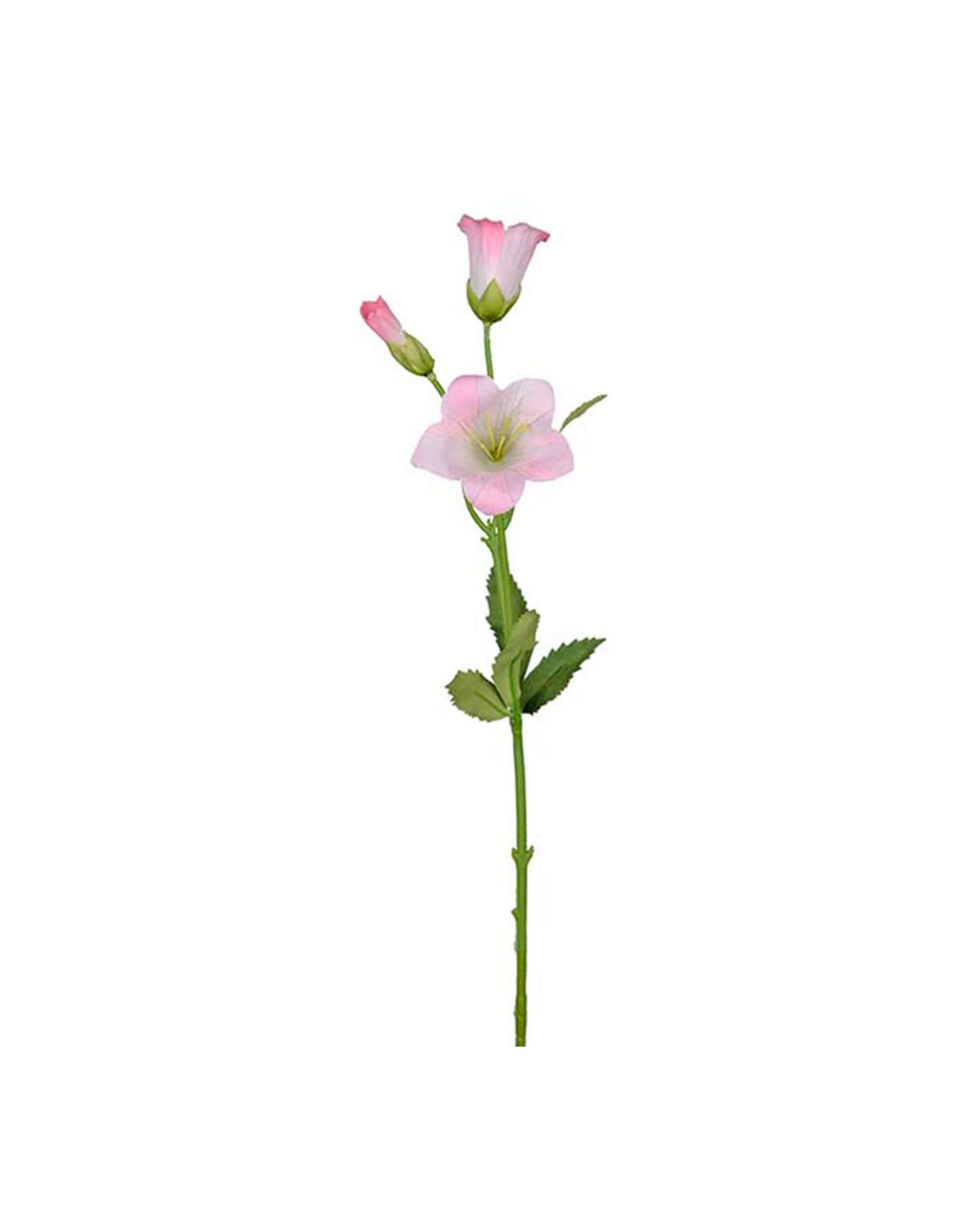Campanula Cut Flower Pink OUTLET