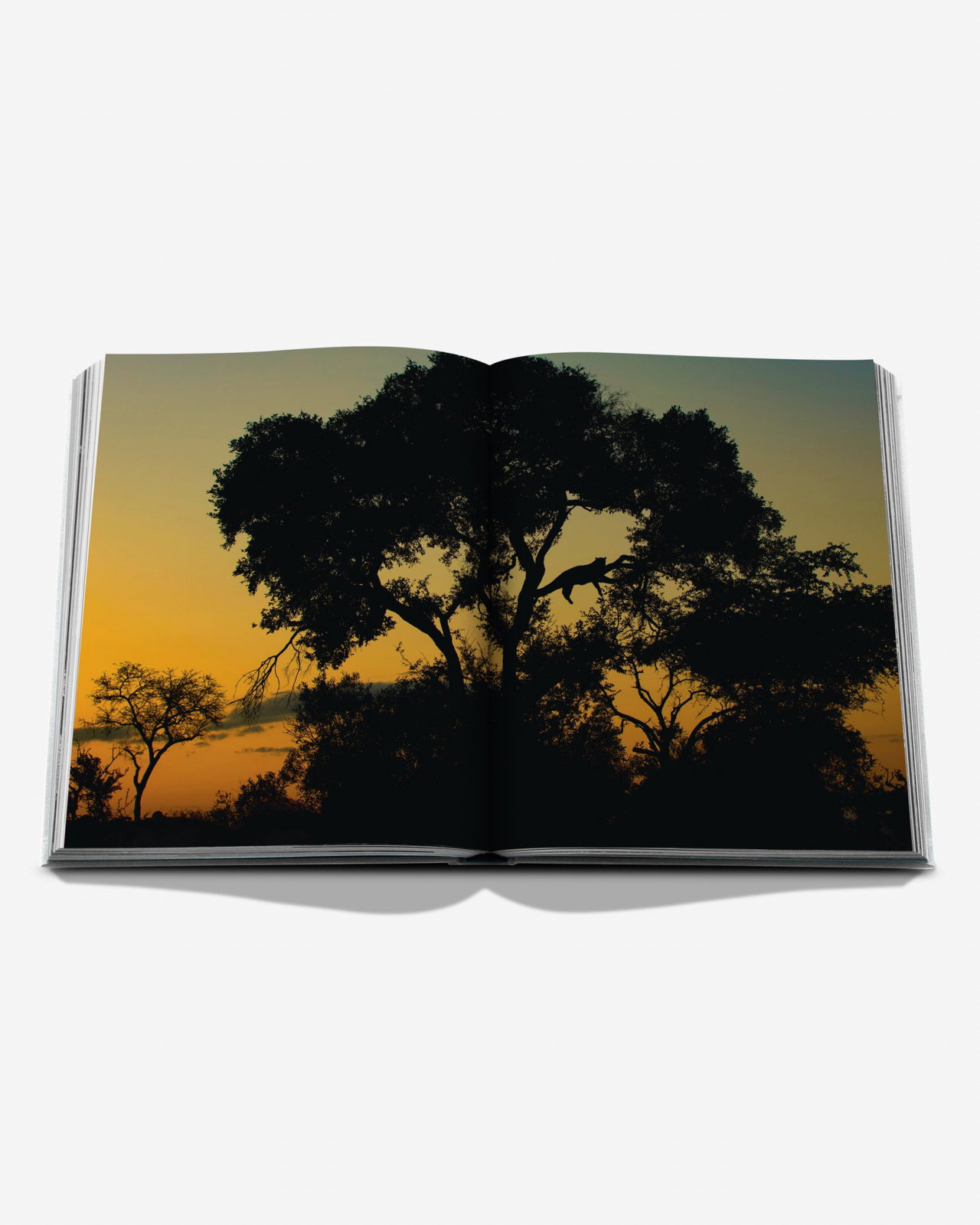 Londolozi, The Safari that Changed Everything