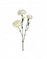 Nellike afskårne blomster hvid