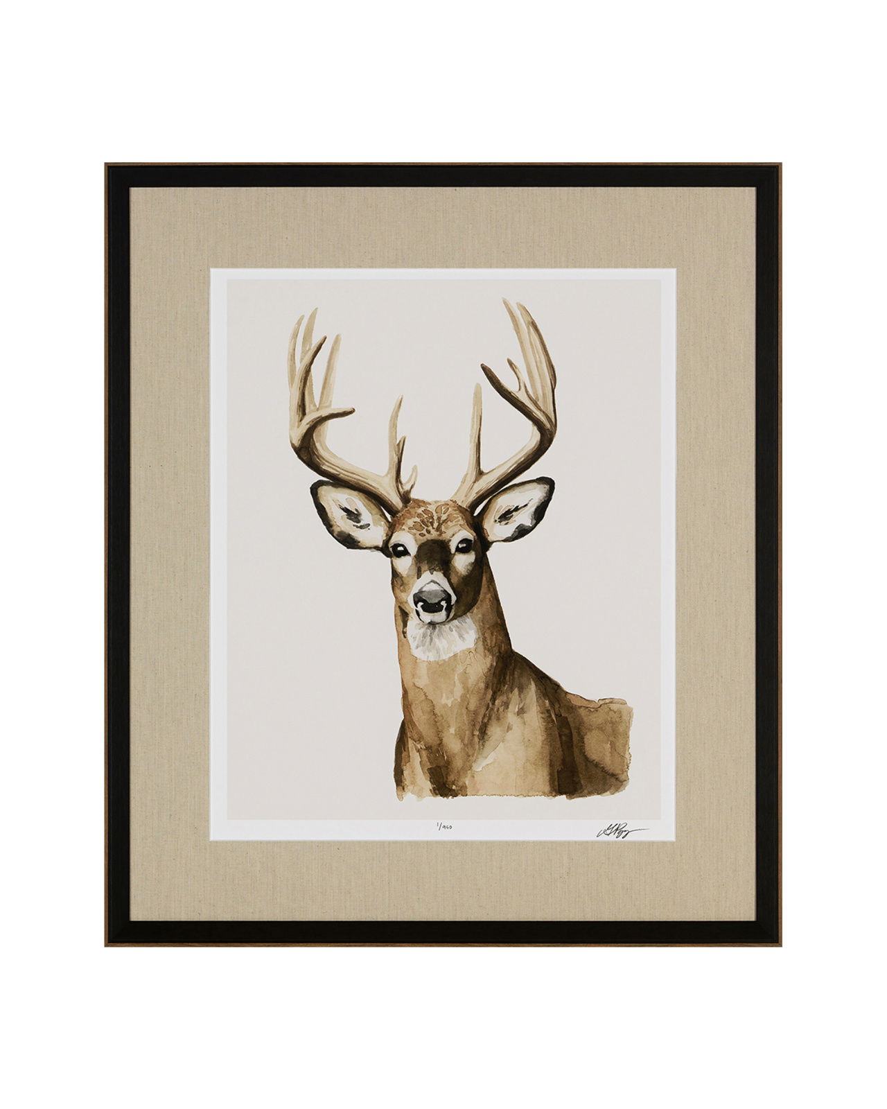 Handsome Whitetail I