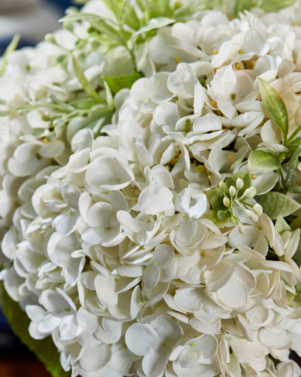 Hortensia d’Été gåvoset