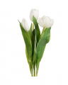 Tulip Cut Flower White