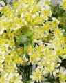 Blomsterkörvel gul