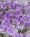 Sweet Pea Cut Flower Purple