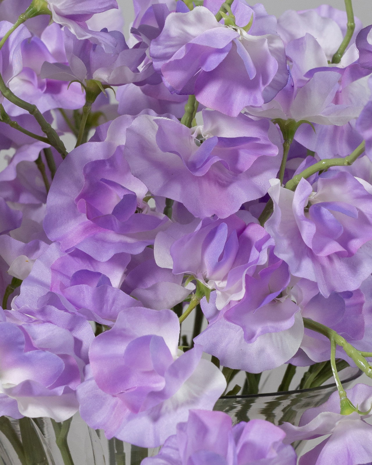 Sweet Pea Cut Flower Purple