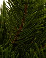Green pine sprig cut flower, 58 cm