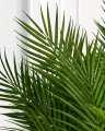 Parlour Palm Tree