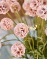 Scabiosa Schnittblume rosa