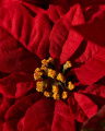 Poinsettia Artificial Plant Red