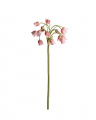 Allium Schnittblume rosa