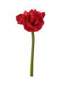 Amaryllis Cut Flower Red