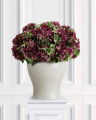 Hydrangea Cut Flower Burgundy/Green