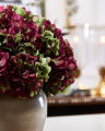 Hydrangea Cut Flower Burgundy/Green