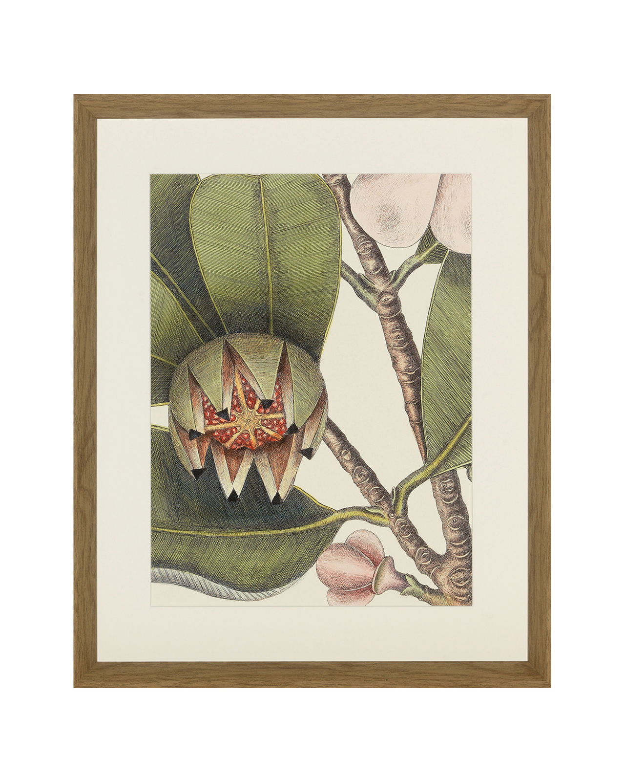 Frog, Balsam, Lizard, Fish (set of 4)